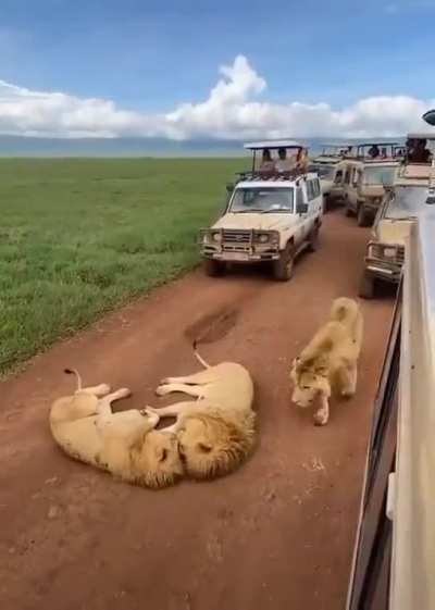 ? Big Cats blocking the road in Tanzania
