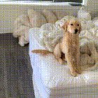 Morning wiggles