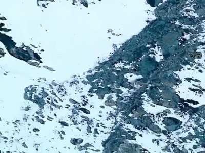 Snow Leopard goes over cliff chasing prey.