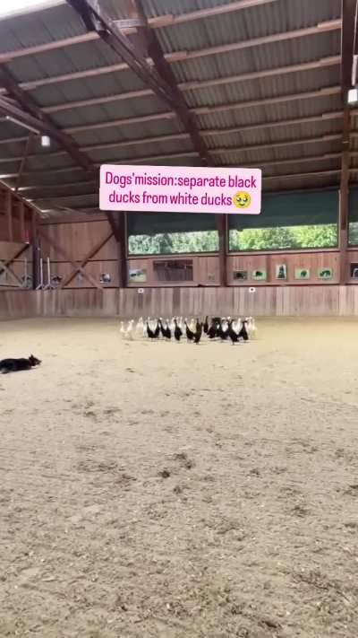 Separate the 2 groups of duck ??