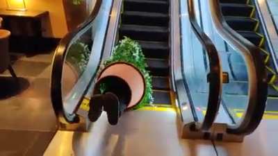 A shrubbery tipping over