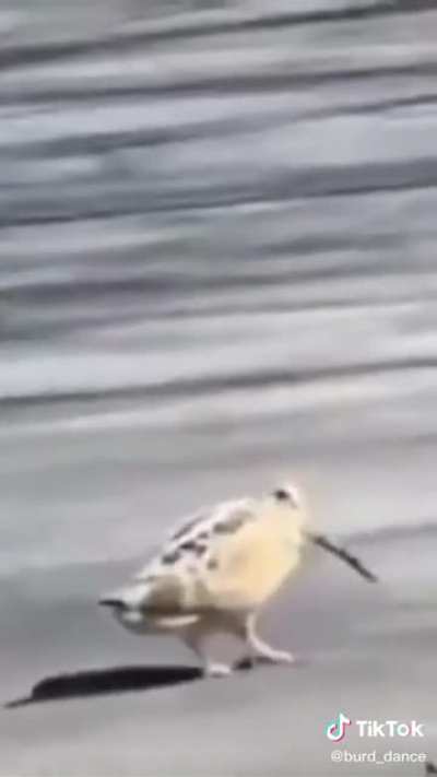 Bird Dancing