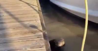 ? A very fluffy baby sea otter accidentally rolling itself off a boat dock and discovering how well it can float ?