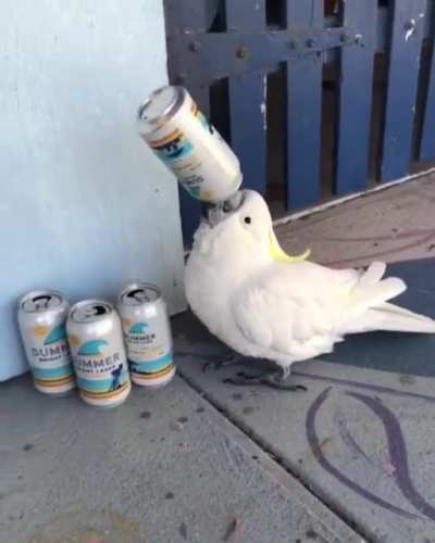 ? Cockatoo has learnt how to get a buzz on by drinking leftovers