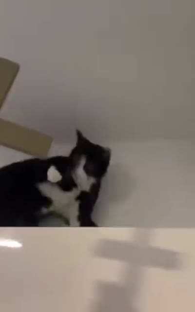 So cats are basically evil