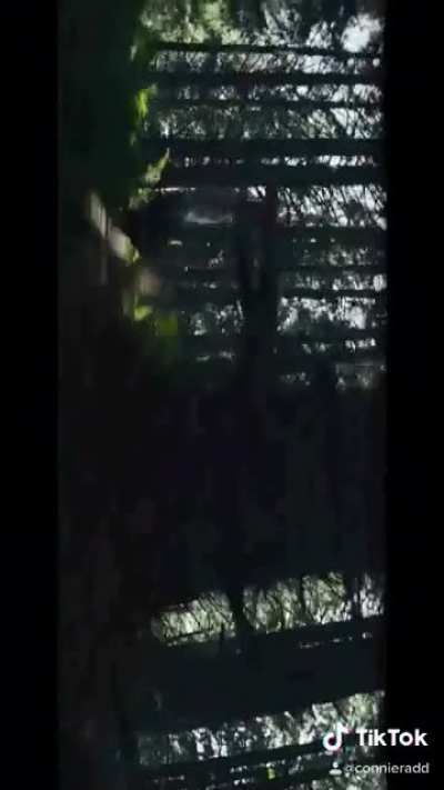 Those trees looked really familiar...