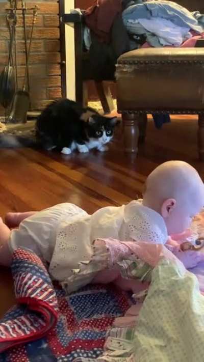 My cat is terrified of my friends baby ?