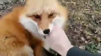 fox laughing like crazy ??