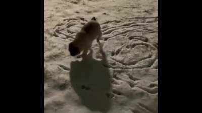 This dog is talented ????