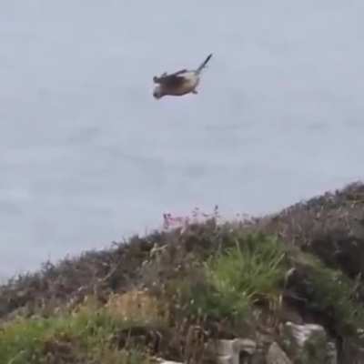 ? Bird just hit the edge of the map.