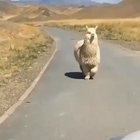 Chonky alpaca