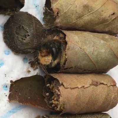 Little leaf cutter bee waking up in her tiny leaf bed ?