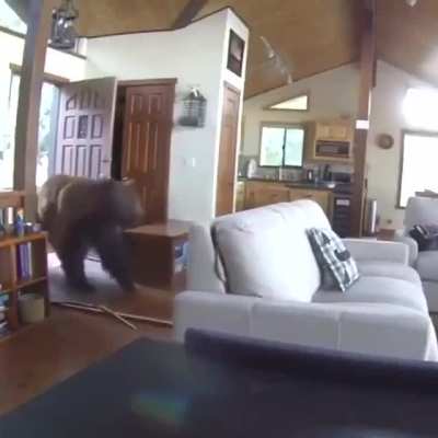 ? Bear busts through the door