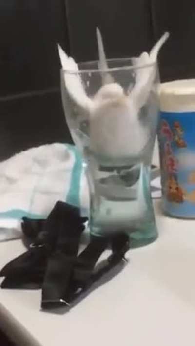 Birb being a derp