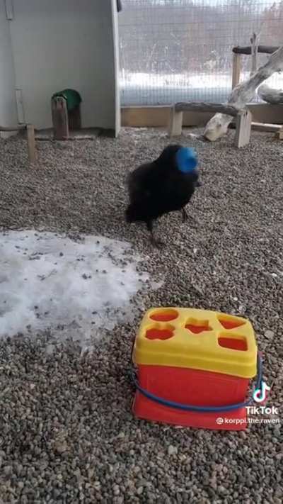 Smart raven