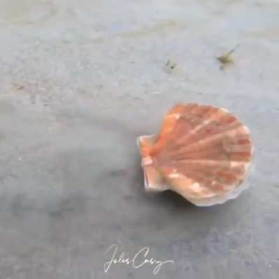 ? Scallop escape