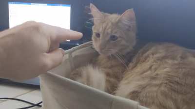 I used to boop Jelly's nose and say "boop!" But now he touches my finger with his nose to make me say "boop!" The booper has become the boopee.