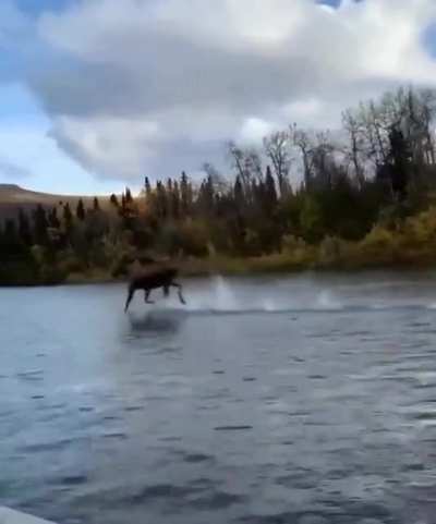 ? just a moose running across water ?
