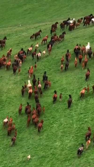 ? Kazakh Steppe; the world's largest steppe region ?