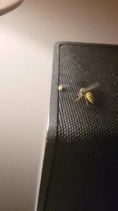 Tried killing a wasp as quickly and painlessly as possible by cutting its head off and for two hours both parts where still very much intact and moving. It took 3,5 hours until both parts stopped moving.