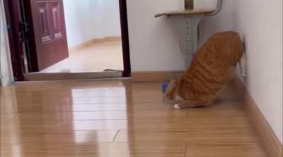 R34 GTR cat launch