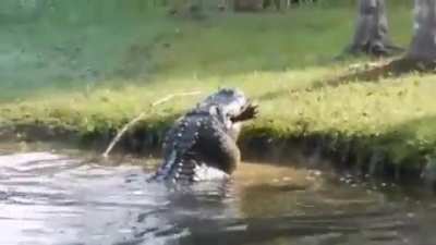 ? 6ft gator for a snack.