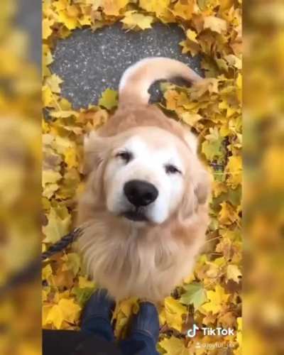 Happy boy creating leaf angels with his tail. ?