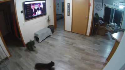 Thunder cat