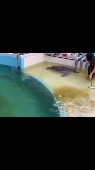 Turtles when a job requires exactly 0 turtles lol