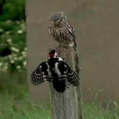 ? An owl intimidating a woodpecker