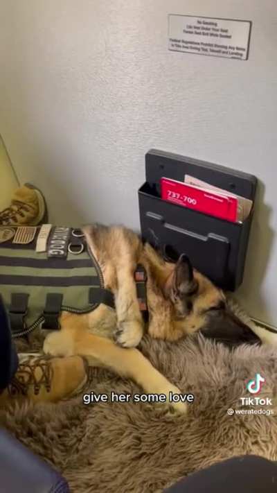 Good dogs