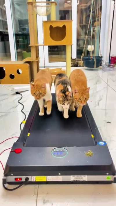 Three Amigos