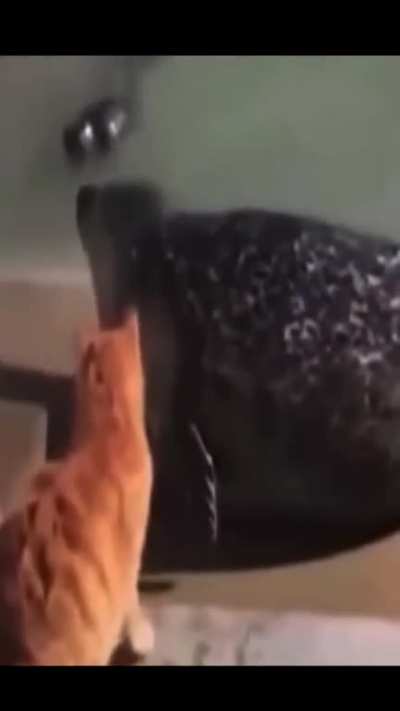 never mess with cat