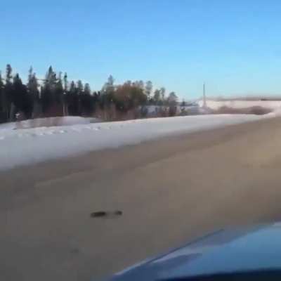 ? A gorgeous black wolf sprinting down a highway at 30 miles per hour ?