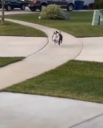 Good boy doesn’t even need his hooman
