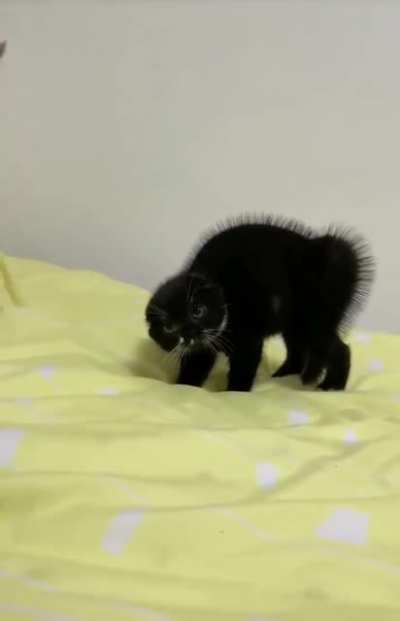 He do a danger dance!