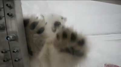 Wildlife filmmaker testing integrity of "bear box" against full grown Polar Bear