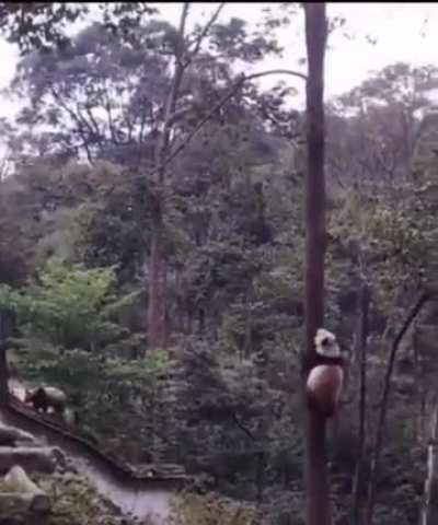 ? That is one happy Panda.