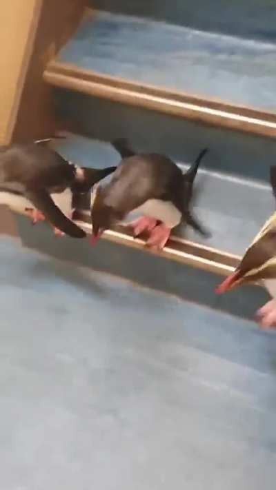 ? This is the cutest thing you'll see all day