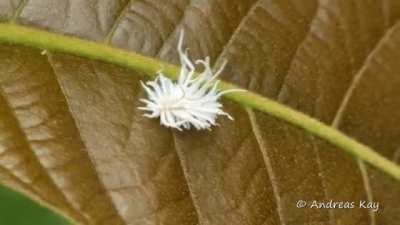 ? A Lady Beetle Larva .