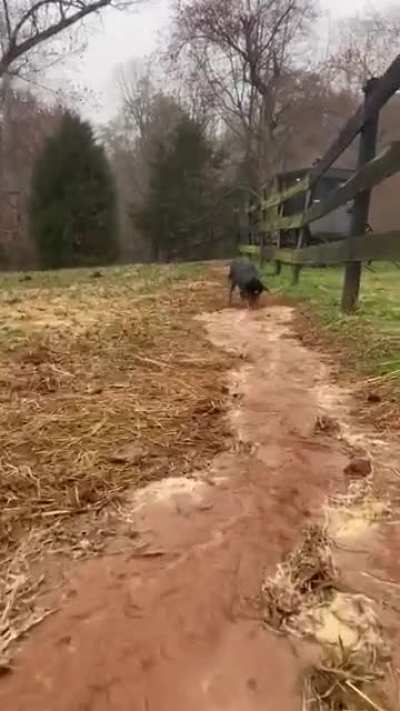 The irrigation dog back at it again.