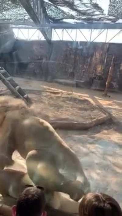 Think twice before taking your kids to the Zoo's these days??