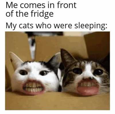 Meow meow