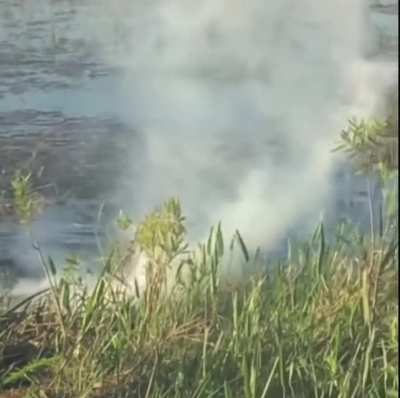 Alligator eats a spicy robobird