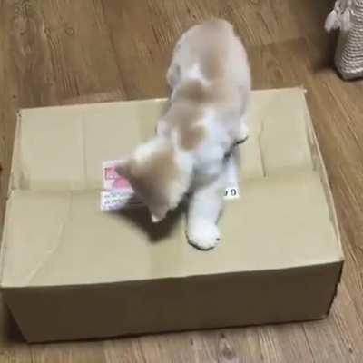Gochta! Furry arms coming out of the box!