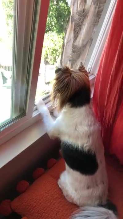 Whenever my sister goes down to the pool my dog gets up here to look at her