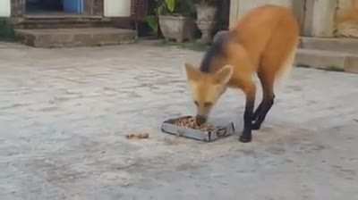 The maned wolf, which poses little to no threat to humans, is native to South America. The monks at the Santuário do Caraça monastery in Brazil have a very special relationship with the maned wolves living in that area, and the canines can come and go as