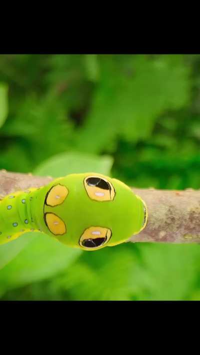 Caterpillar immitates snake to fool bird into fleeing ? but it's so cute