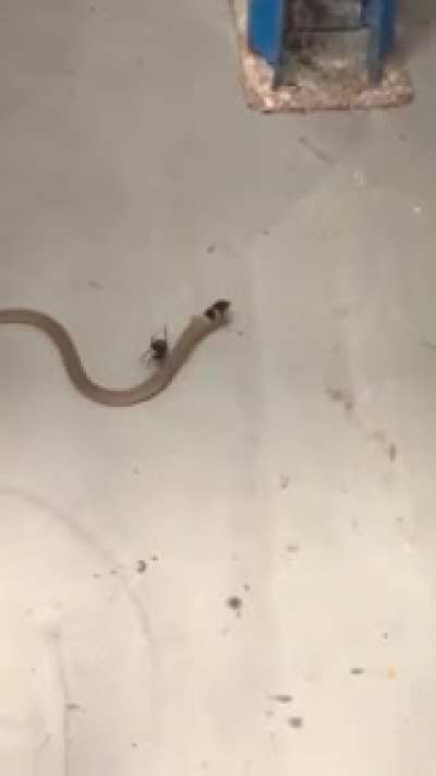 ? Redback spider captures venomous Eastern brown snake ?