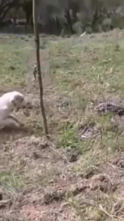 What a dog gets for being a jerk to a lizard